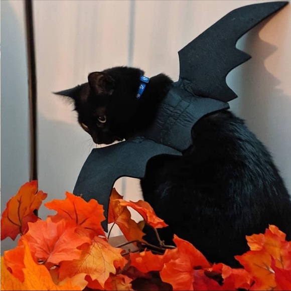 Cat Dog Bat Wings Puppy Kitten Kitty Halloween Vampire Costume ~Host Pick~x2 - Picture 10 of 16